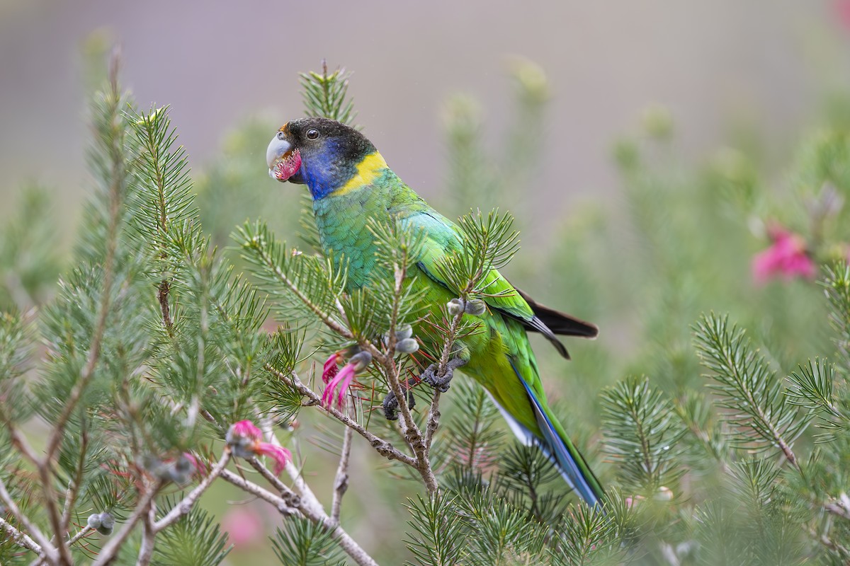 Australian Ringneck - ML642951454