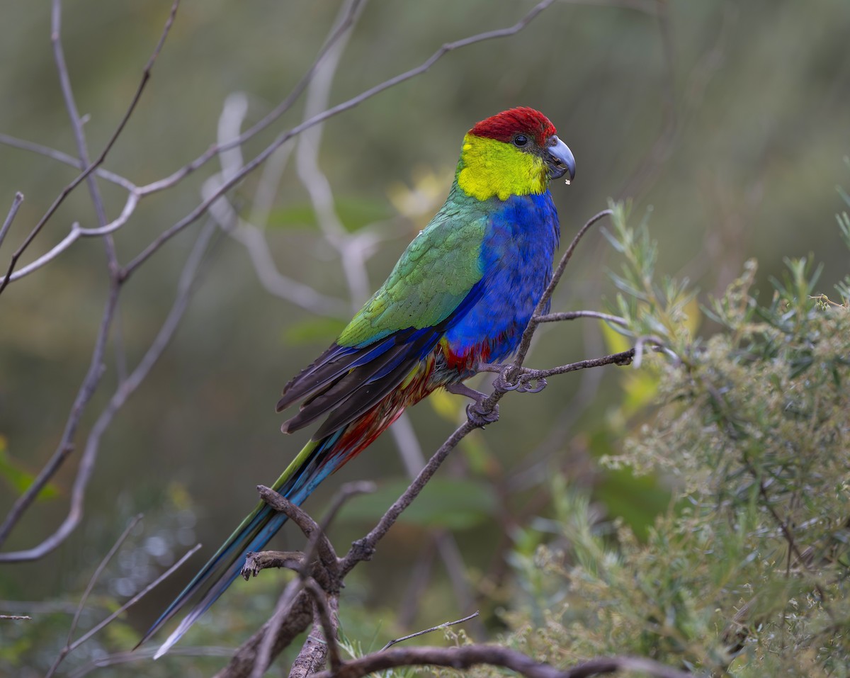 Red-capped Parrot - ML642951456