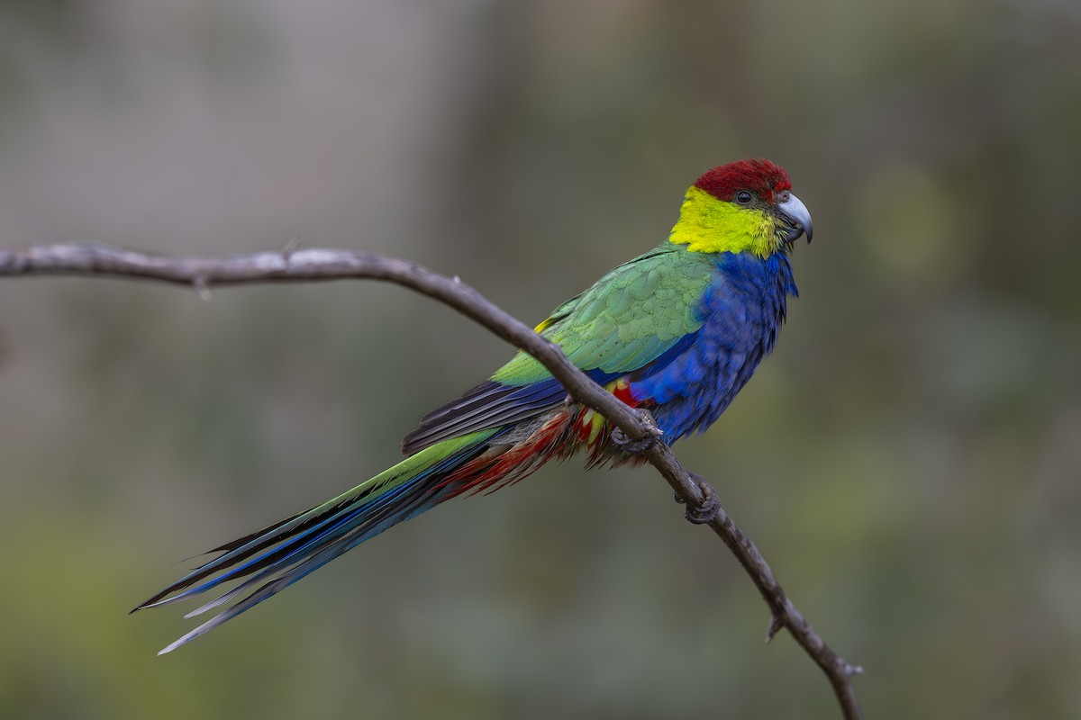 Red-capped Parrot - ML642951457