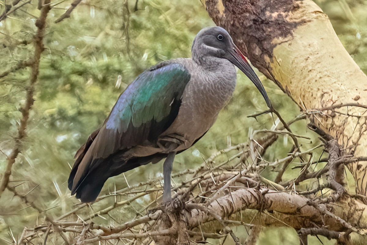 Hadada Ibis - ML642951458