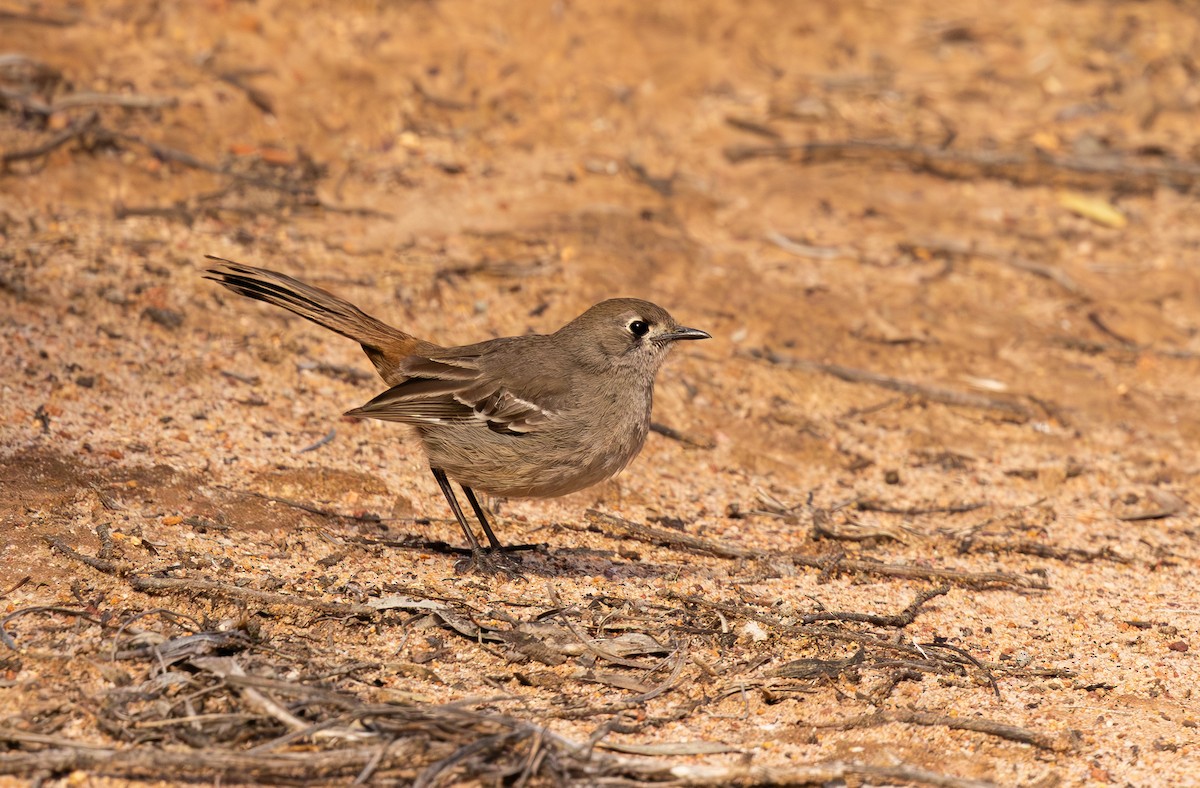 Southern Scrub-Robin - ML642951461