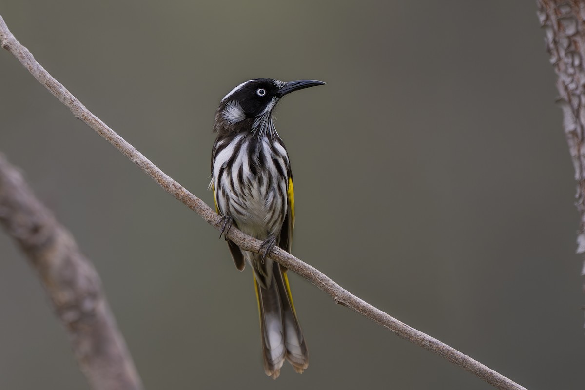 New Holland Honeyeater - ML642951462