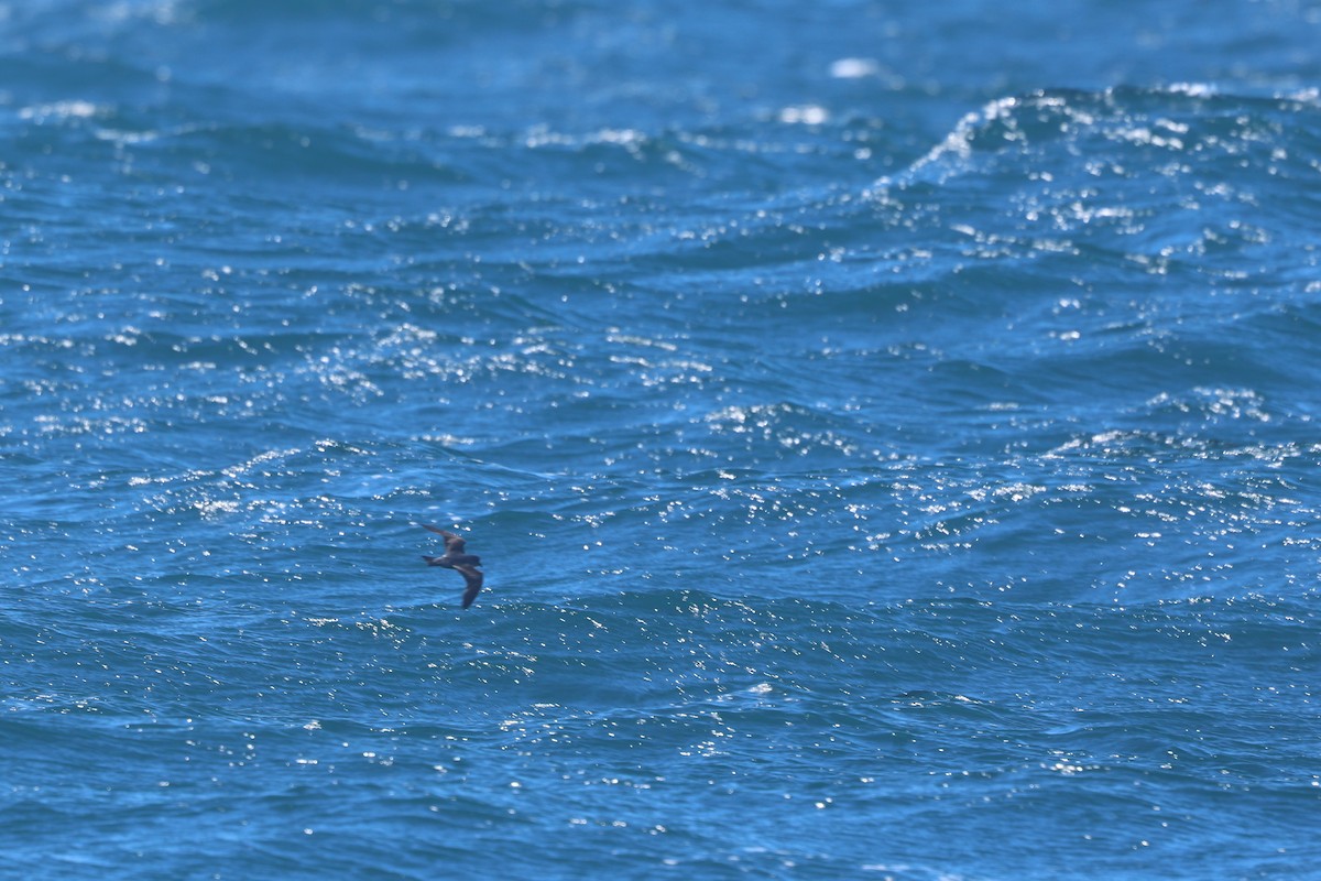 Ashy Storm-Petrel - ML642951463