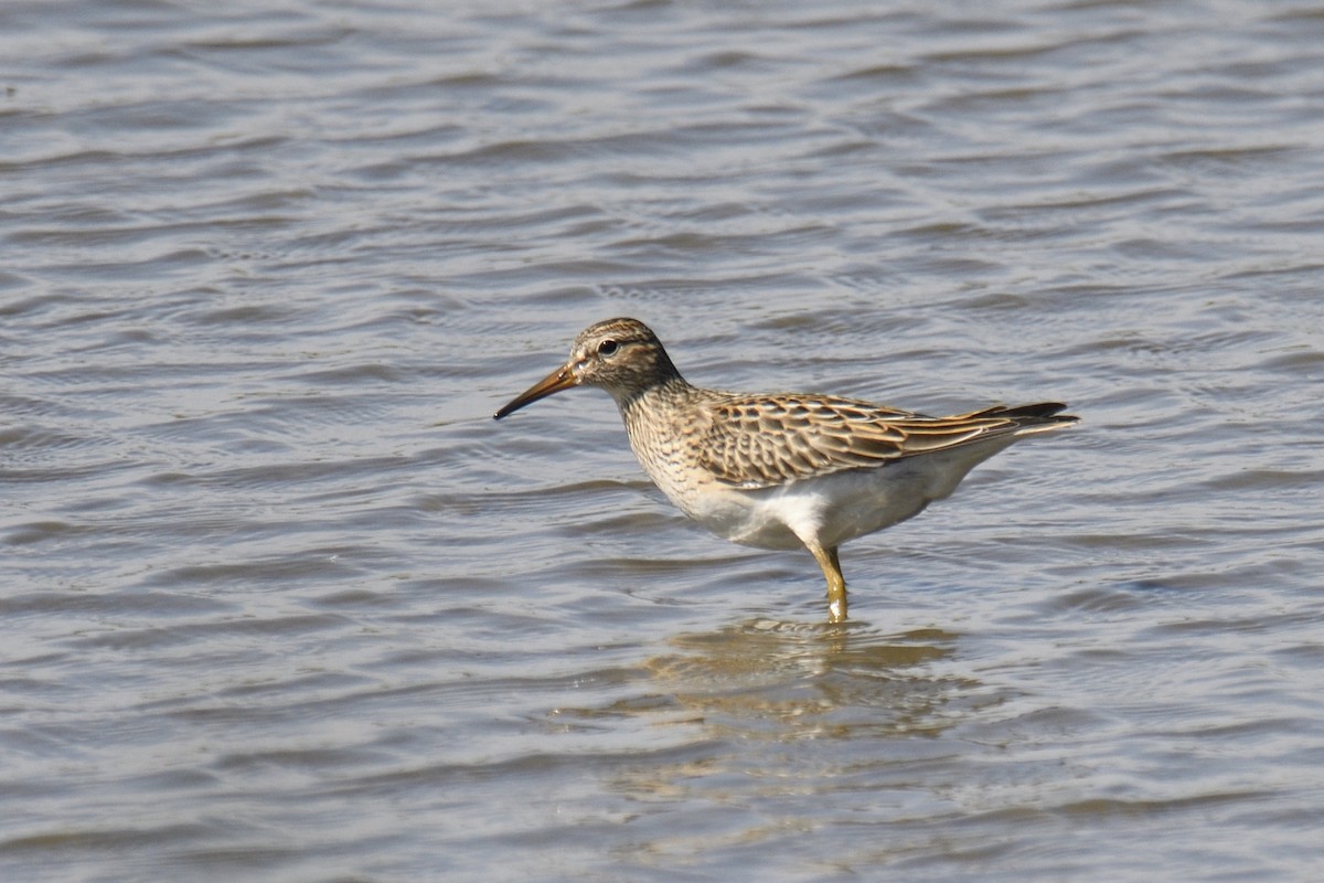 Pectoral Sandpiper - ML642951464