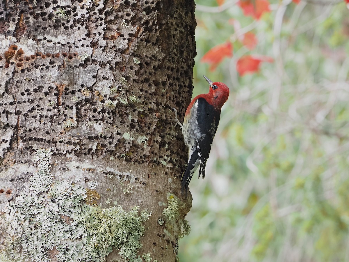 Red-breasted Sapsucker - ML642951465