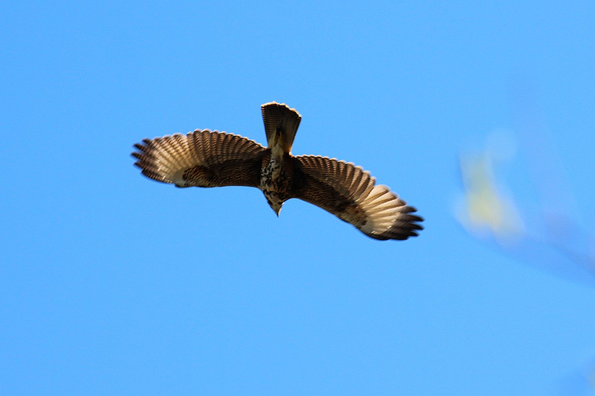 Harris's Hawk - ML642951466