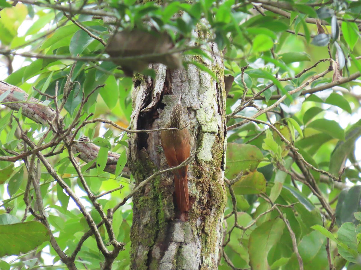 Streak-headed Woodcreeper - ML642951467