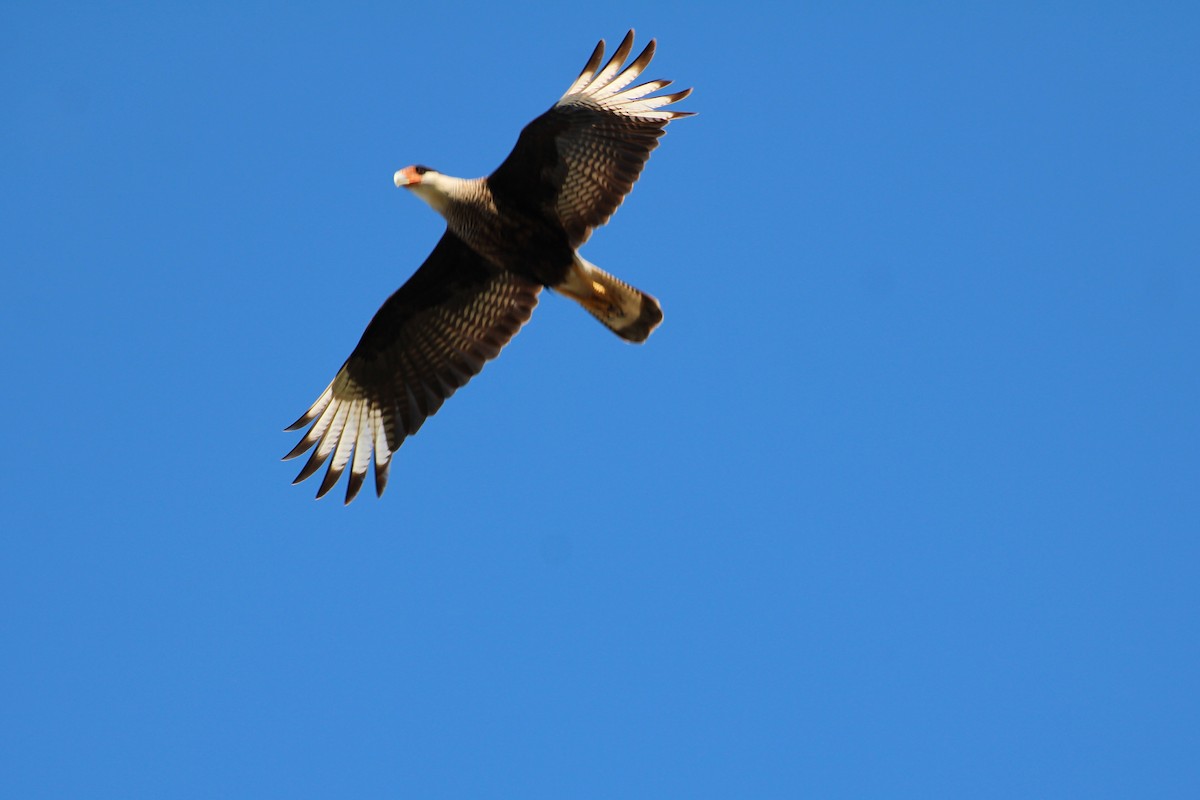 Crested Caracara - ML642951469