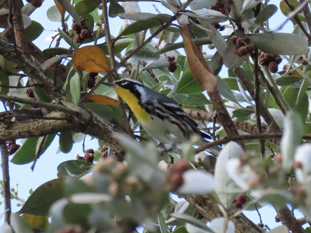 Yellow-throated Warbler - ML642951470