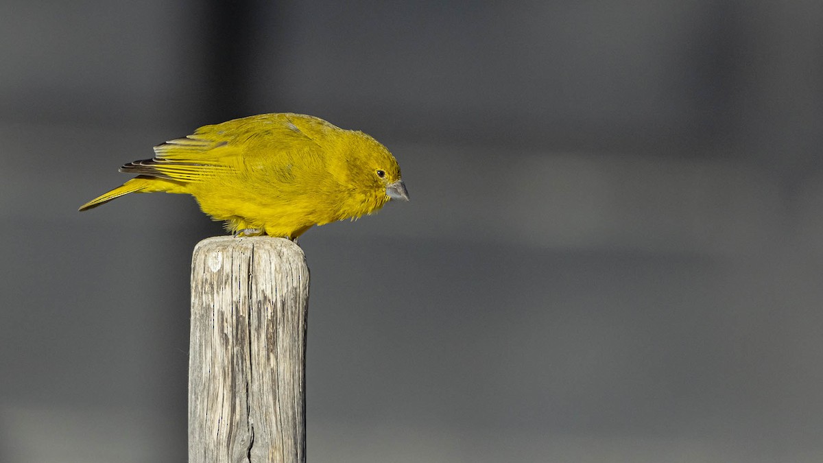 Puna Yellow-Finch - ML642951472