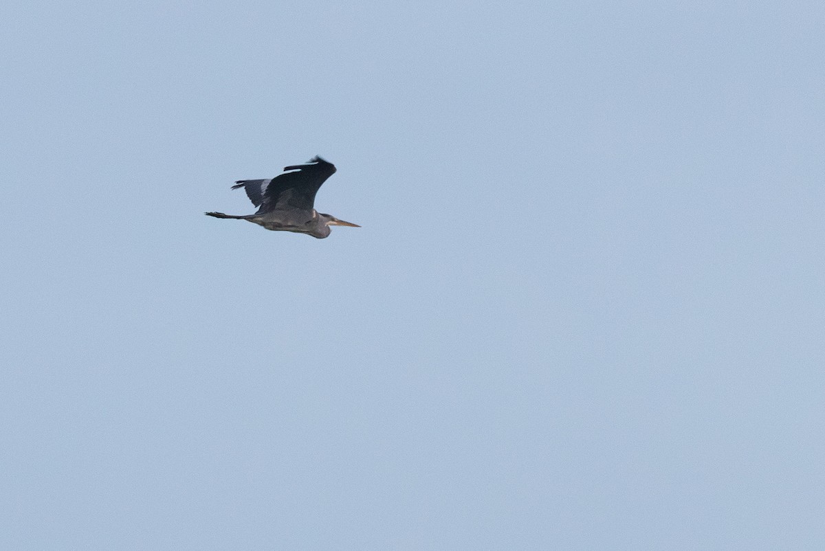 Gray Heron - ML642951473