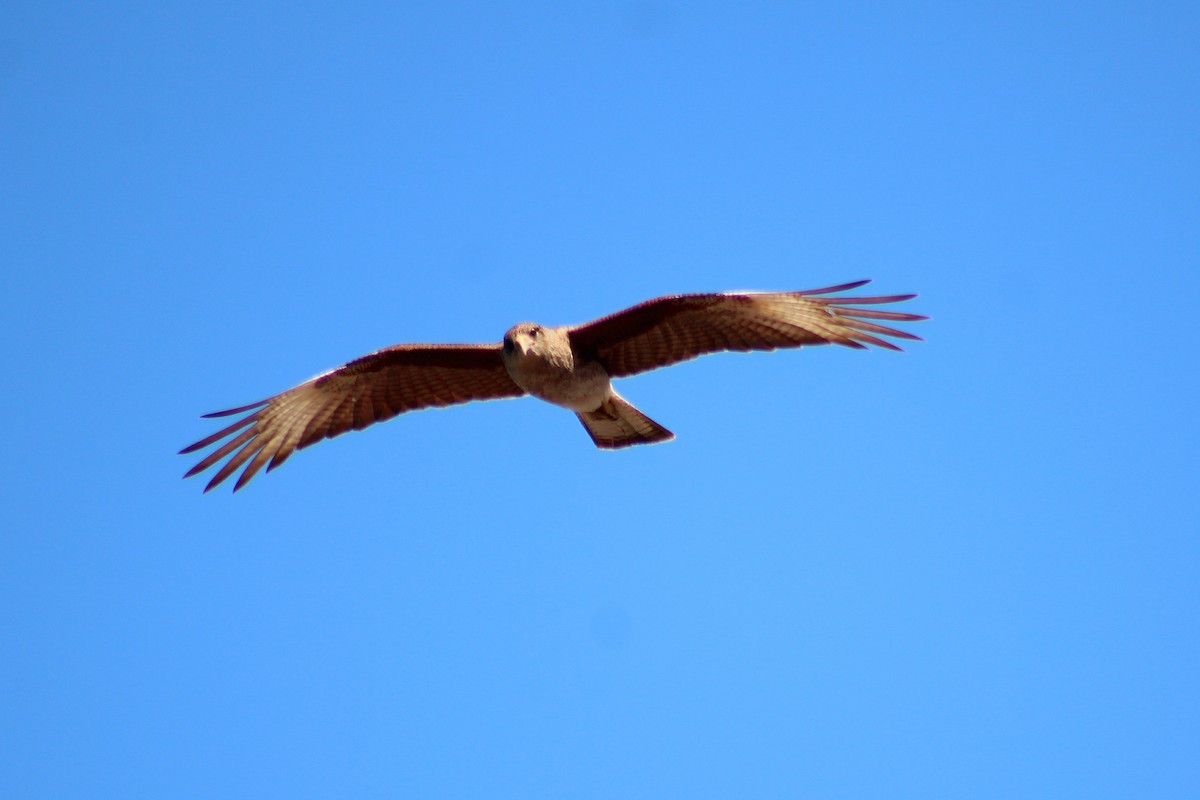 Chimango Caracara - ML642951474
