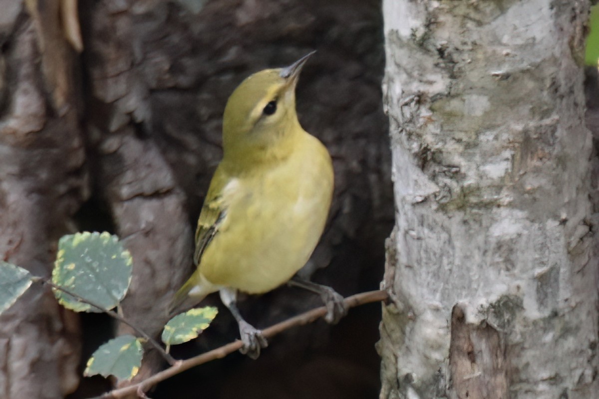 Tennessee Warbler - ML642951475