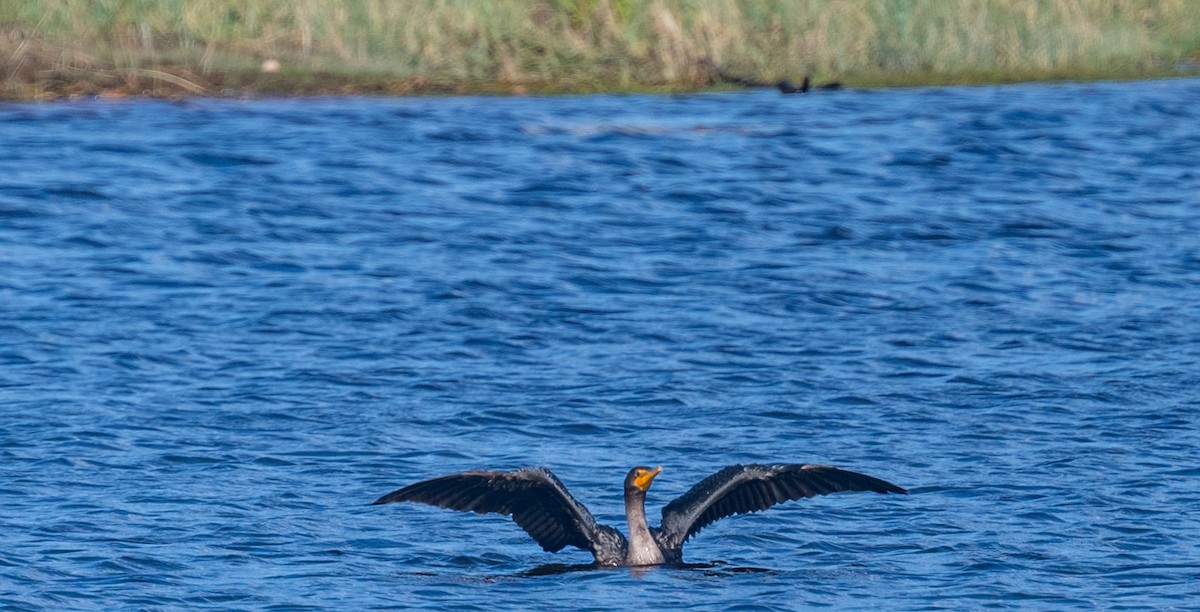 Double-crested Cormorant - ML642951478