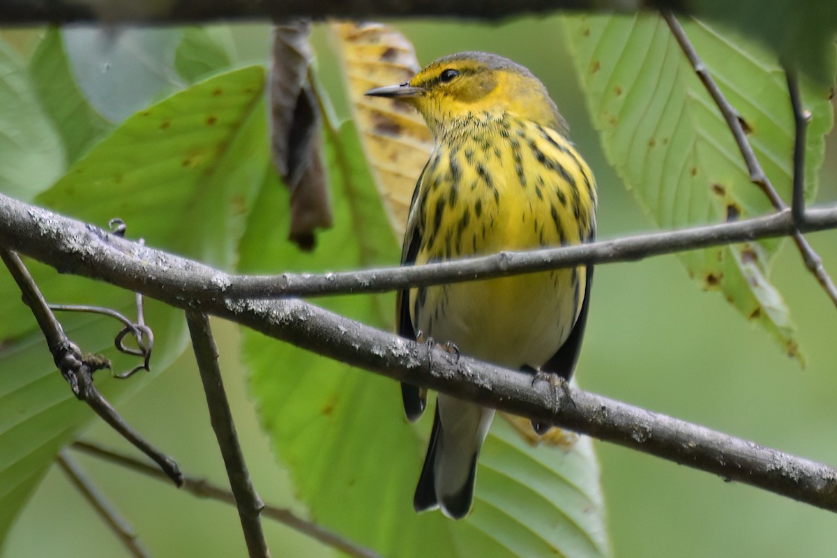 Cape May Warbler - ML642951479