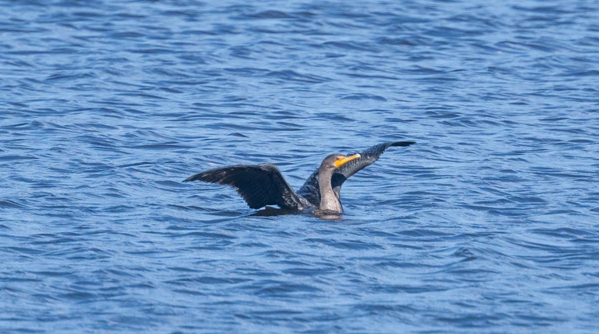 Double-crested Cormorant - ML642951480