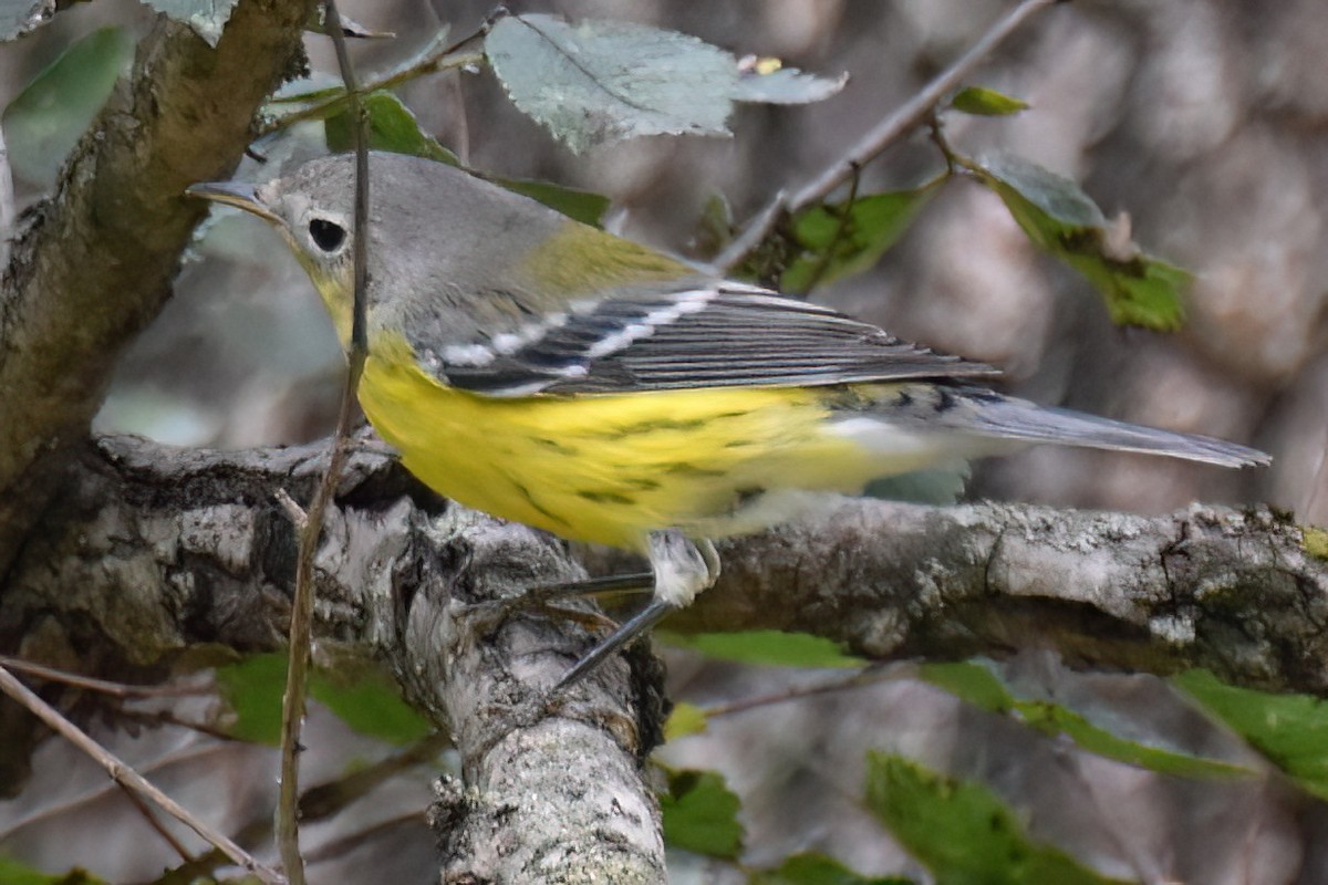 Magnolia Warbler - ML642951481