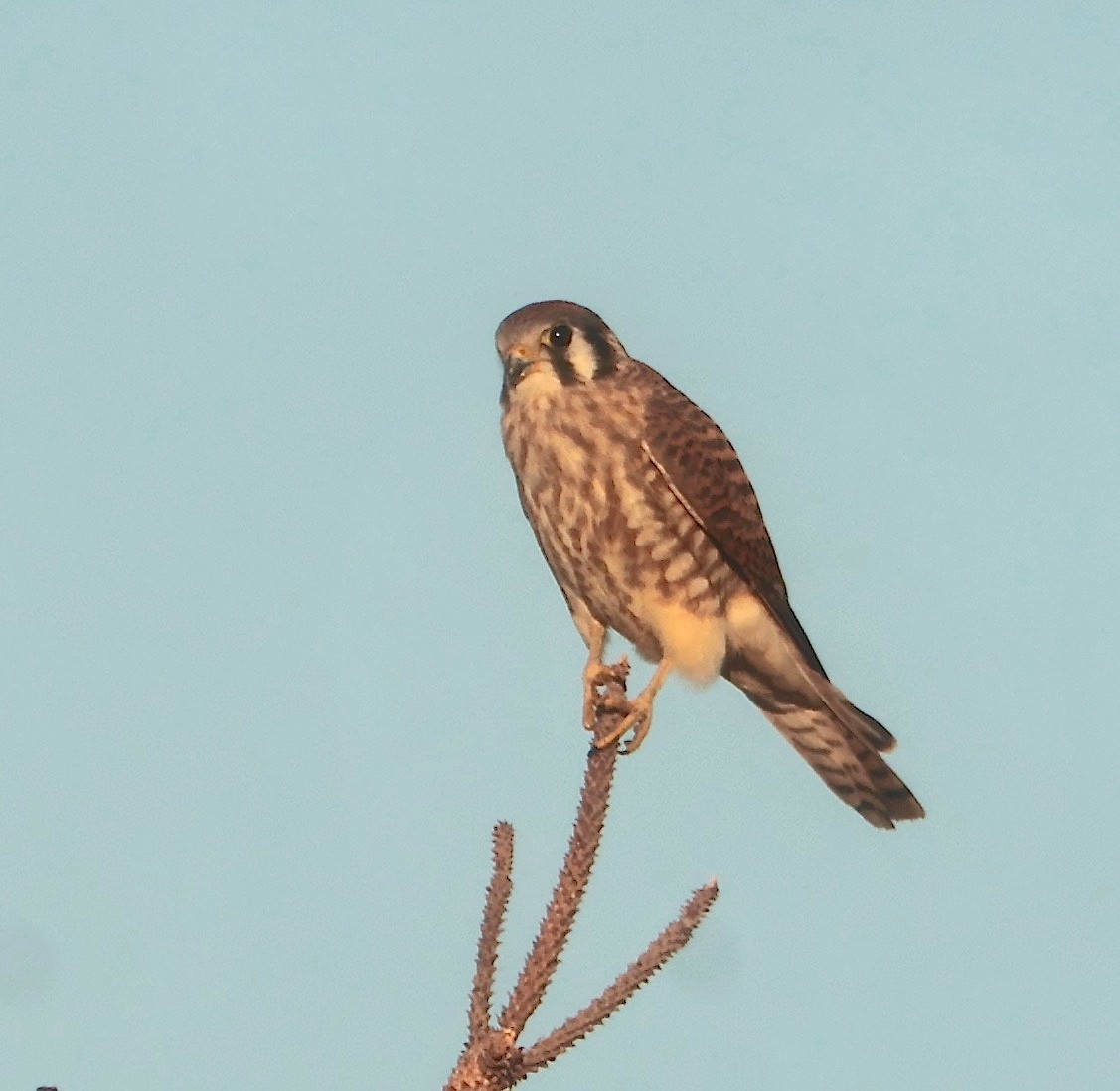 American Kestrel - ML642951482