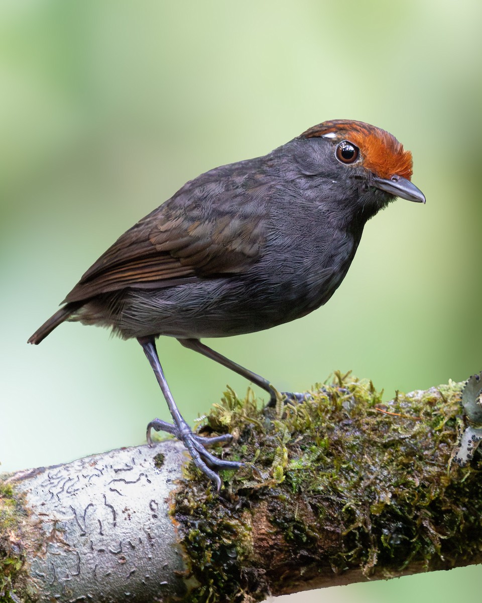 Chestnut-crowned Gnateater - ML642951483