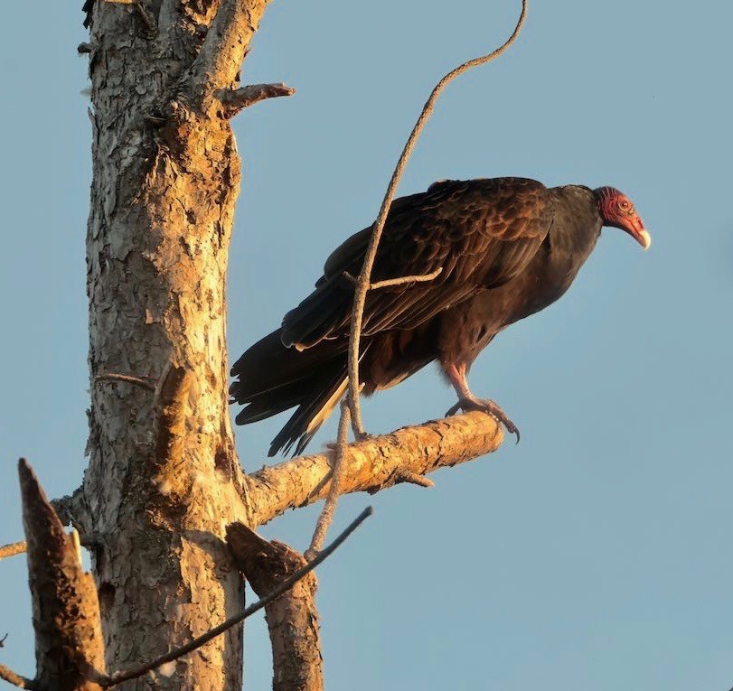 Turkey Vulture - ML642951487