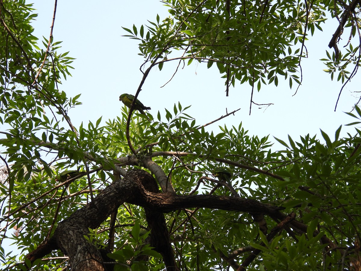 Green Parakeet - ML642951488