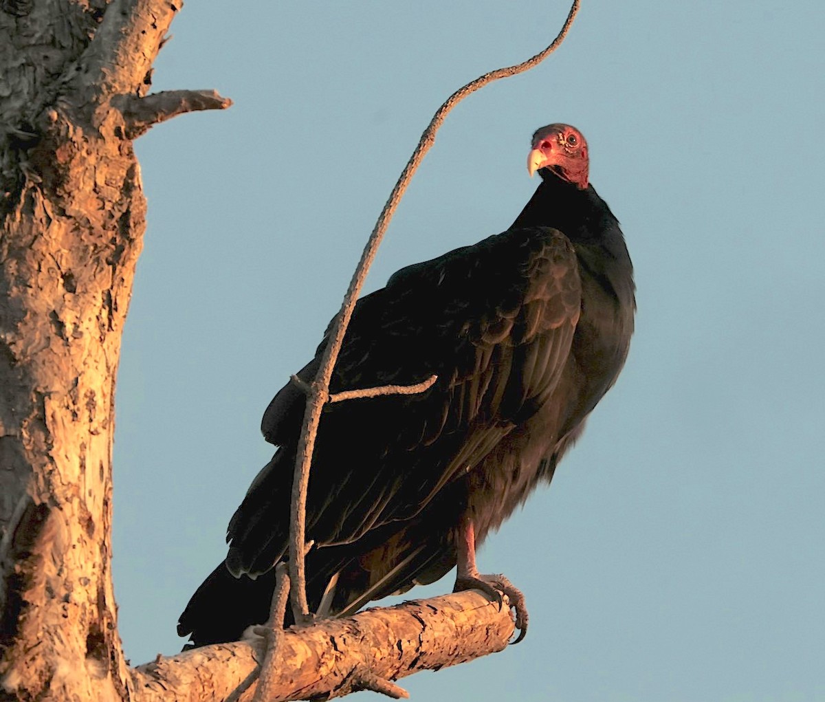 Turkey Vulture - ML642951490