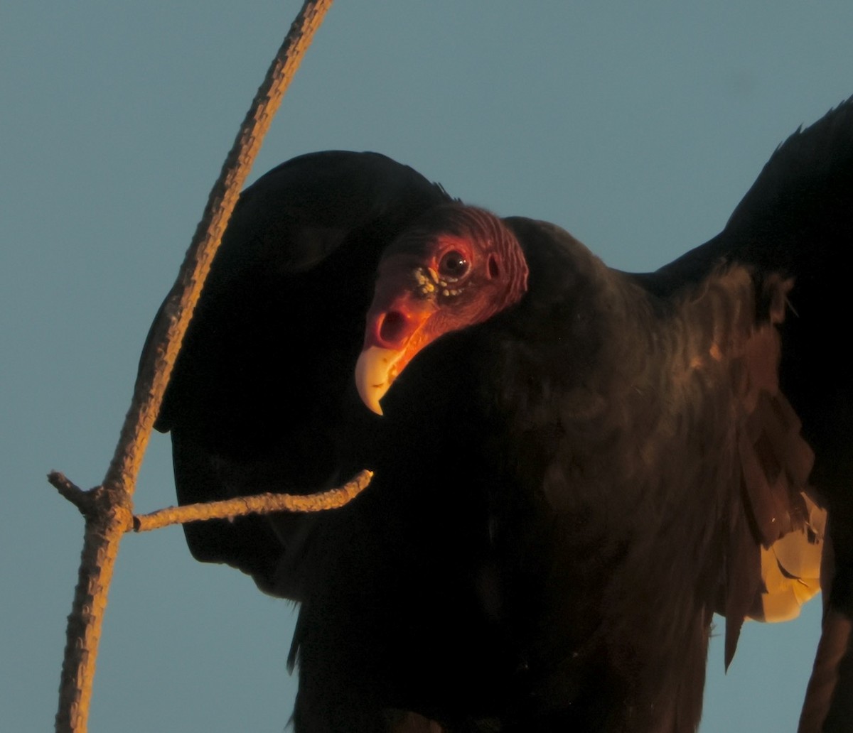 Turkey Vulture - ML642951491