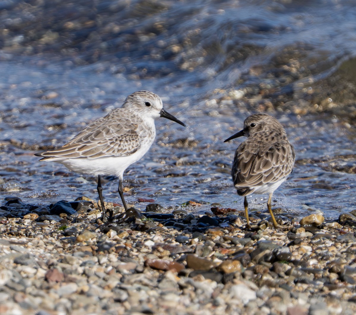 Wiesenstrandläufer - ML642951517