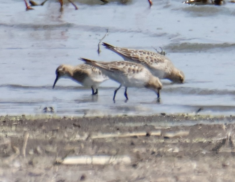 Bairdstrandläufer - ML642951519
