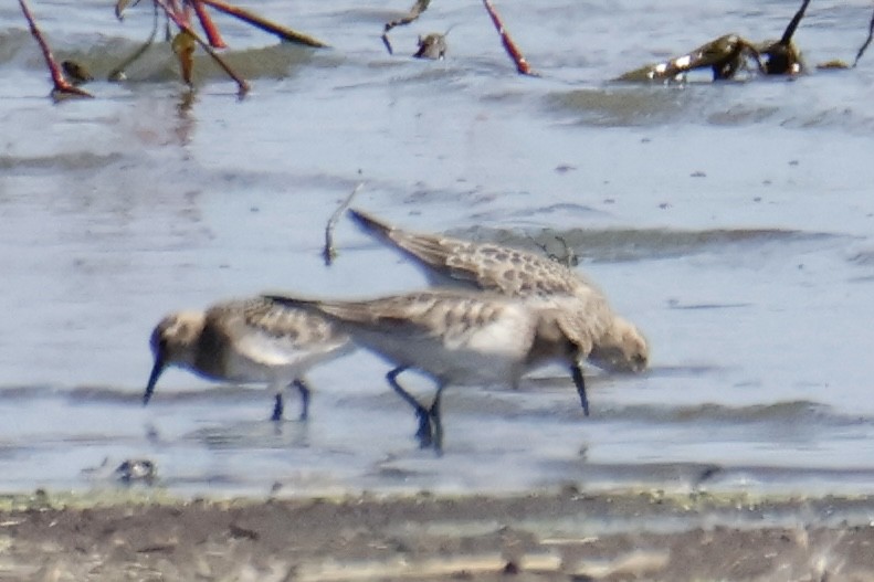 Bairdstrandläufer - ML642951520