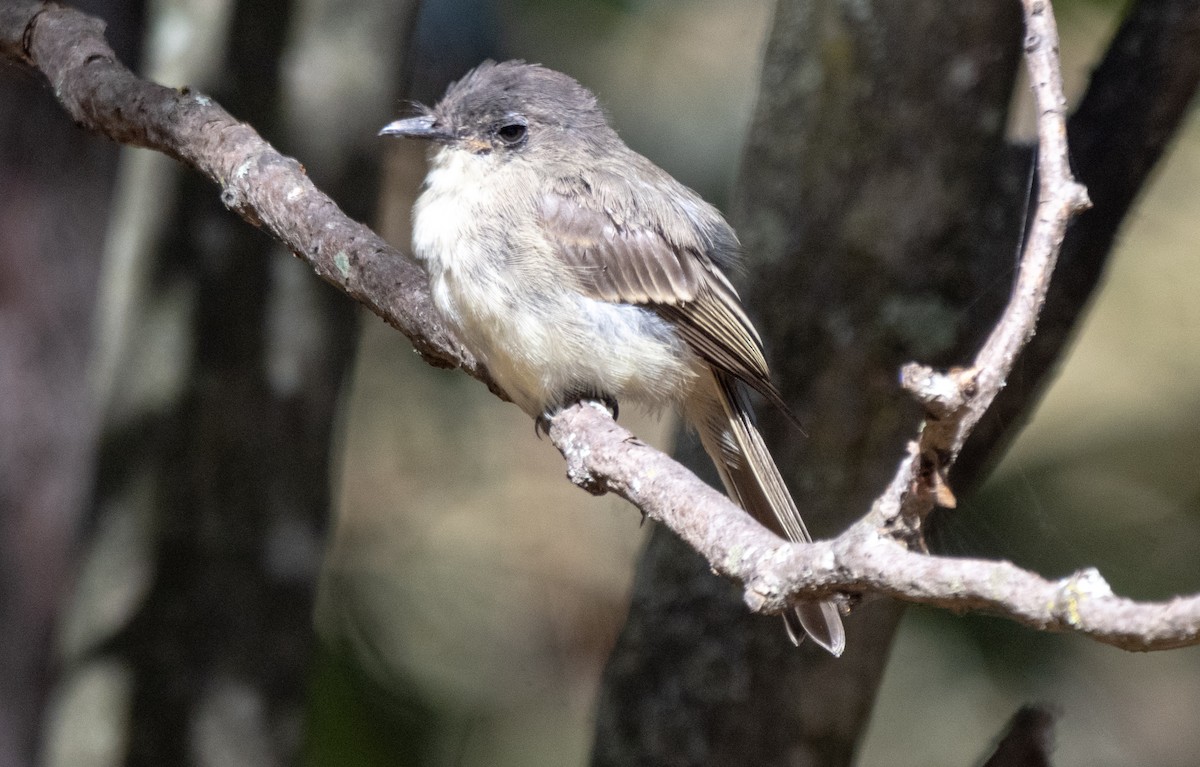 Eastern Phoebe - ML642951522