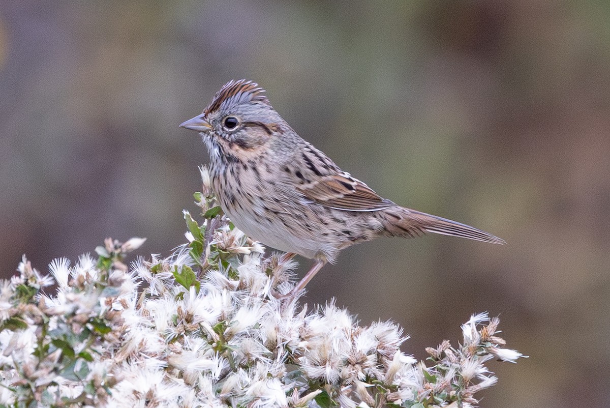 Lincoln's Sparrow - ML642951536