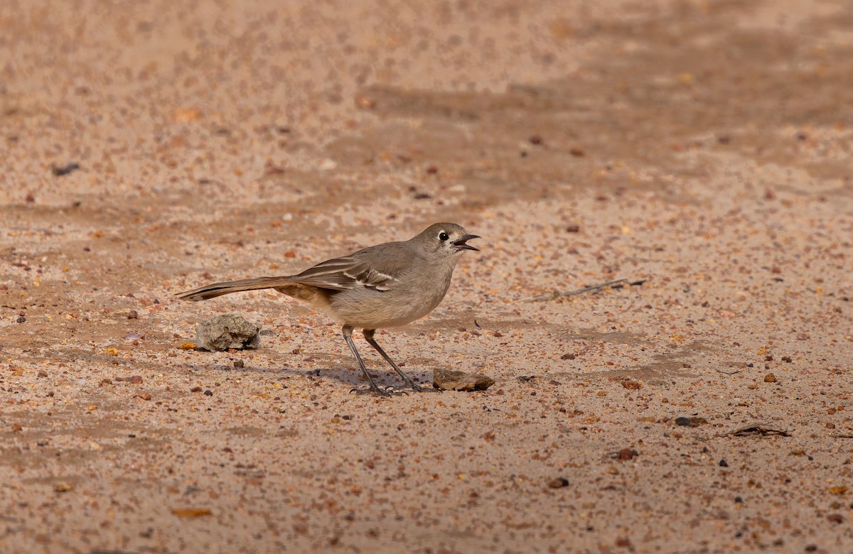 Southern Scrub-Robin - ML642951543