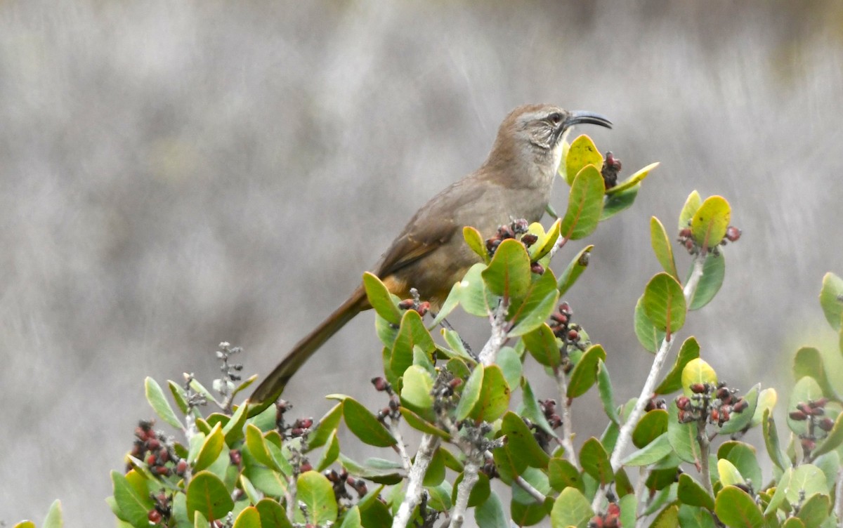 California Thrasher - ML642951565