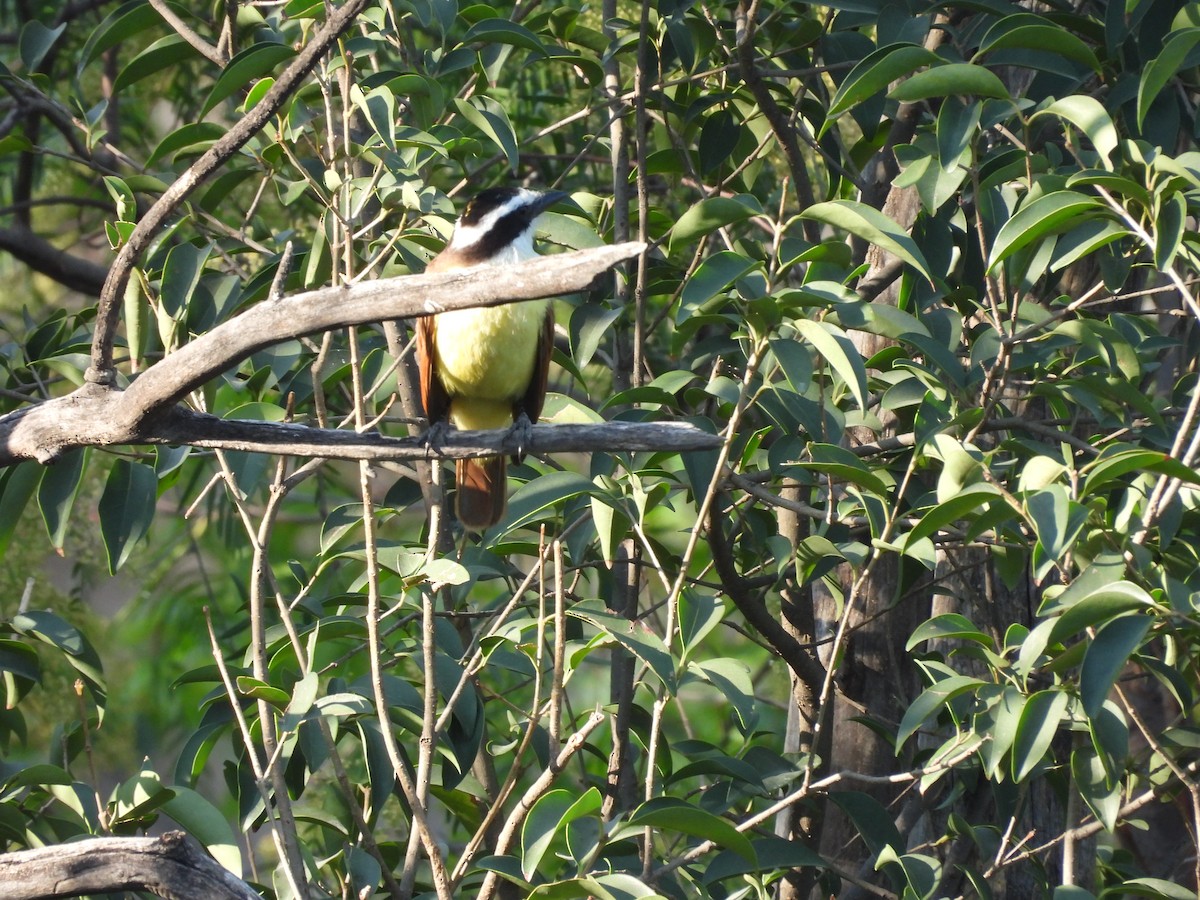 Great Kiskadee - ML642951567