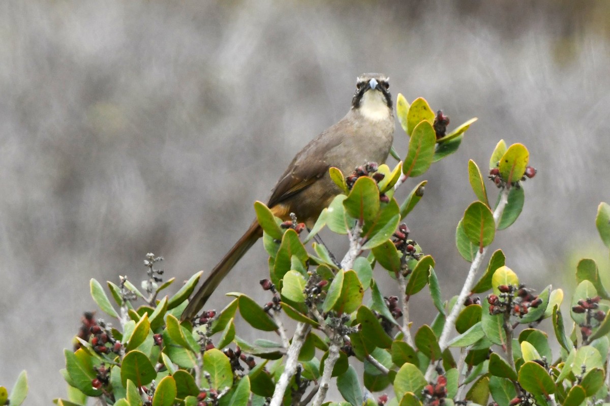 California Thrasher - ML642951568