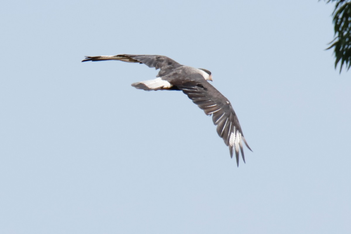 Crested Caracara - ML642951569
