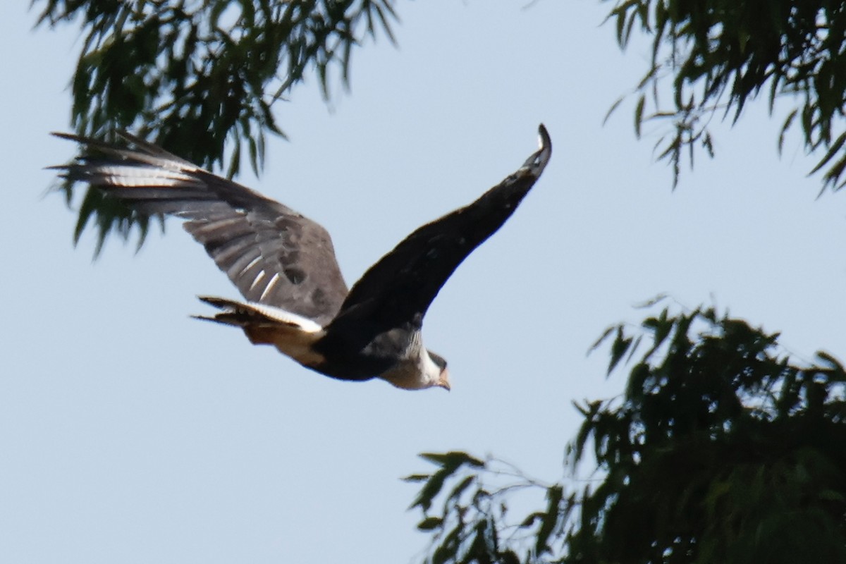 Crested Caracara - ML642951570