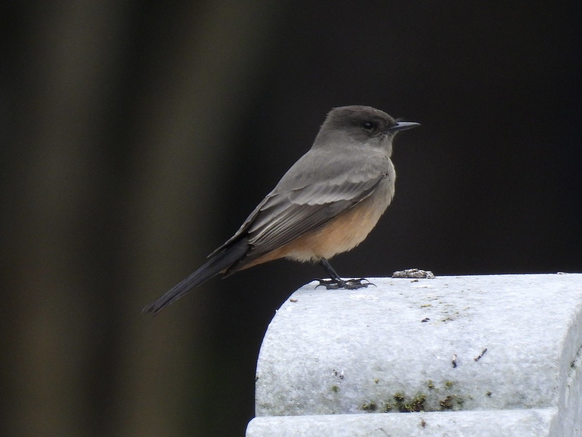 Say's Phoebe - ML642951572