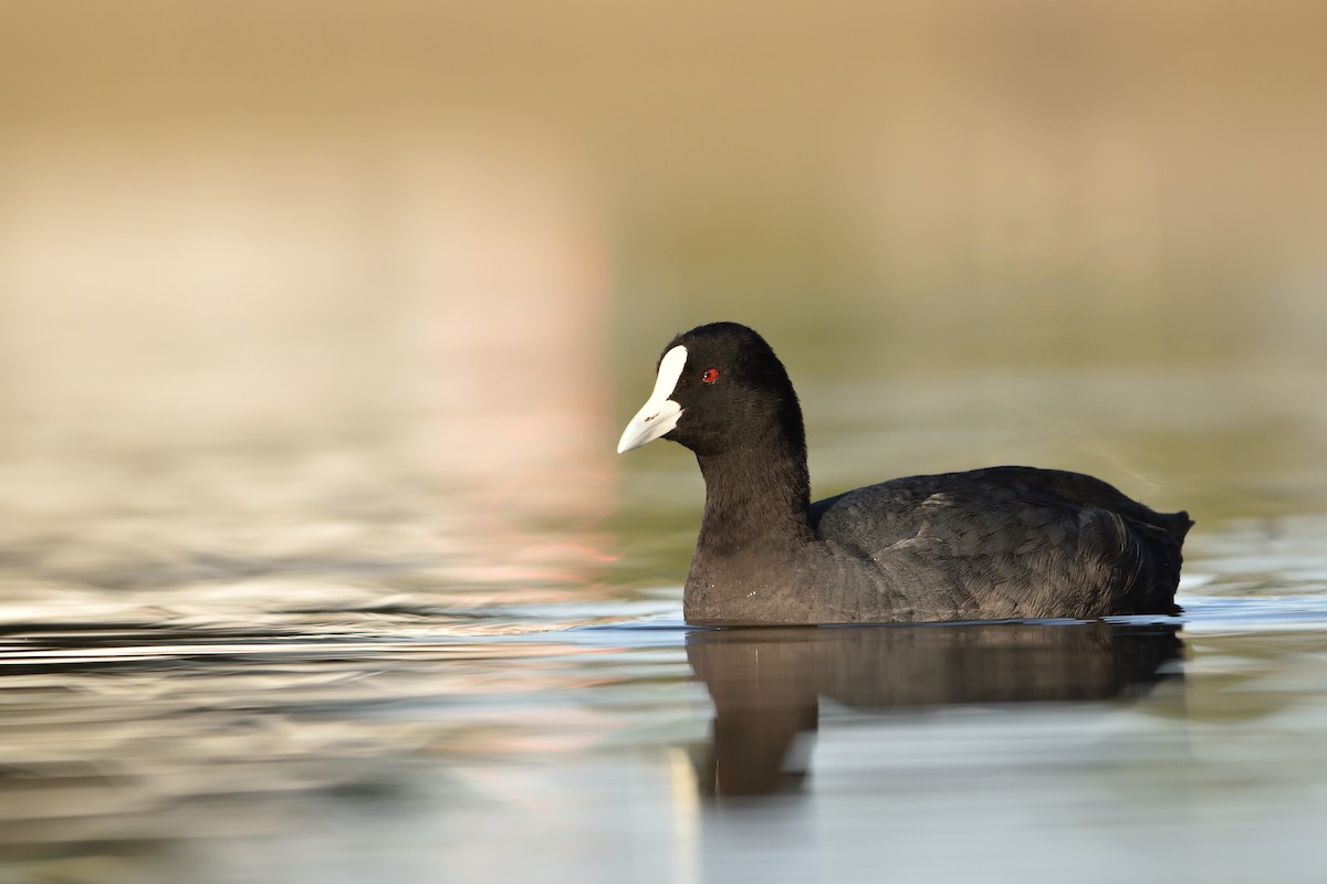 Eurasian Coot - ML642951573