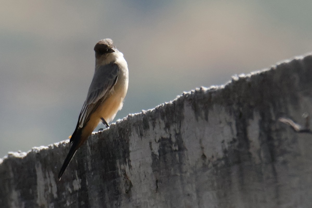 Say's Phoebe - ML642951574