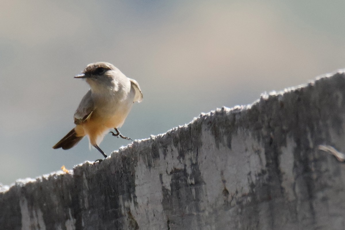 Say's Phoebe - ML642951575
