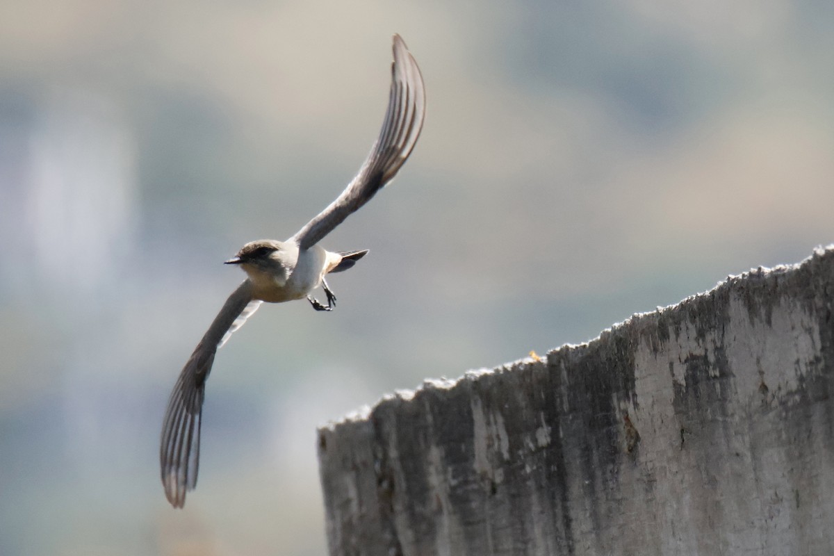 Say's Phoebe - ML642951576