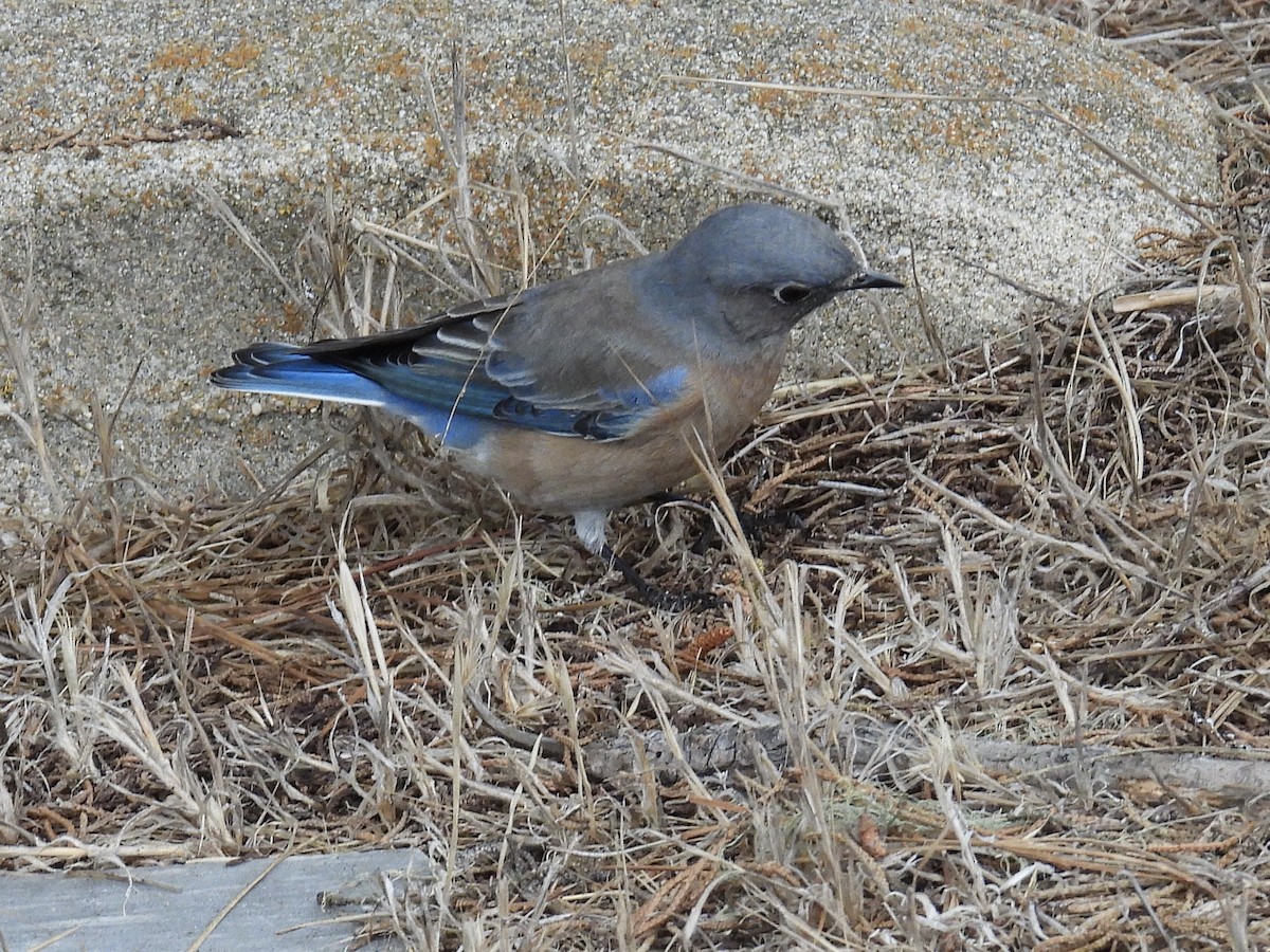 Western Bluebird - ML642951577