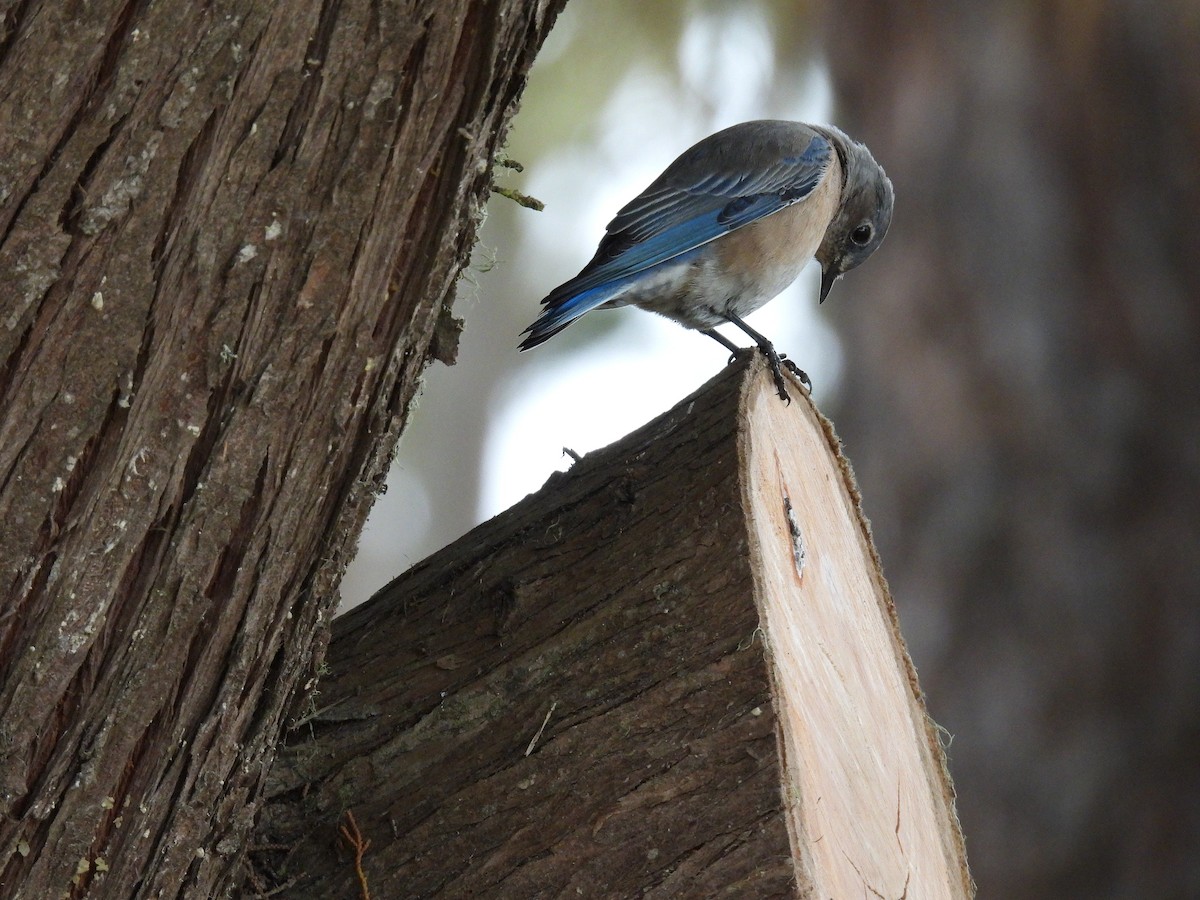 Western Bluebird - ML642951578