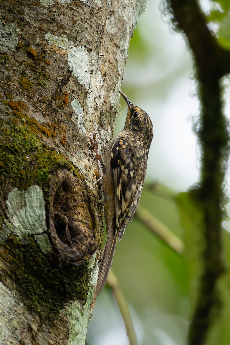 Sikkim Treecreeper - ML642951579