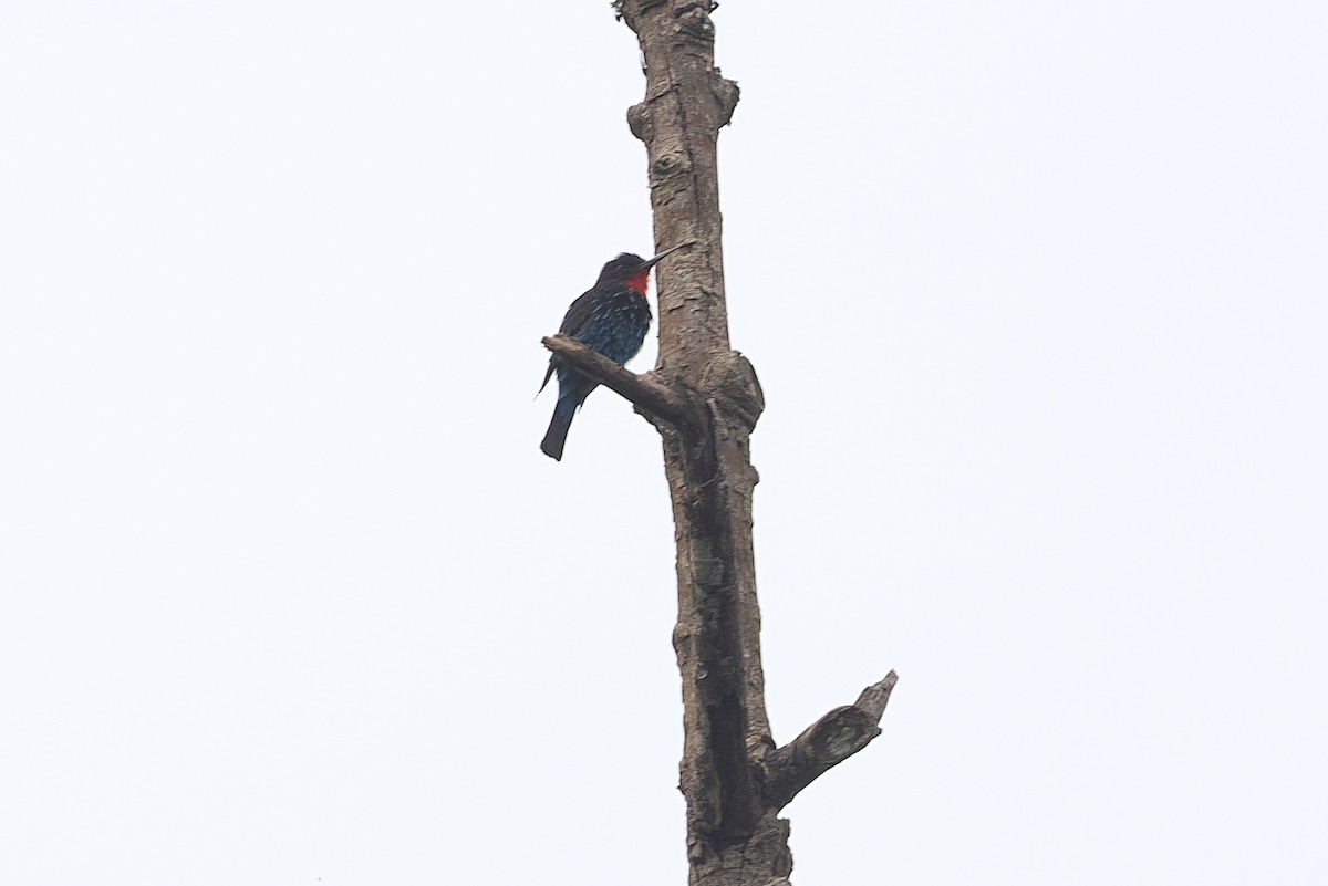 Black Bee-eater - ML642951580