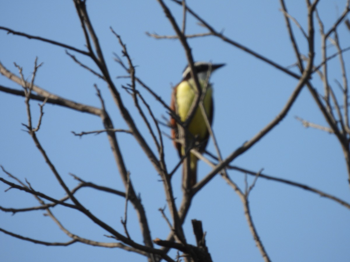 Great Kiskadee - ML642951581