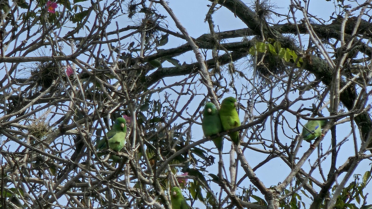 Spectacled Parrotlet - ML642951583