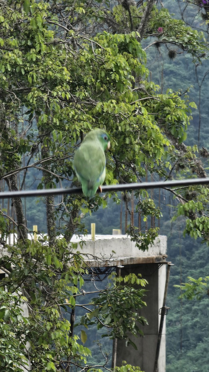 Spectacled Parrotlet - ML642951584